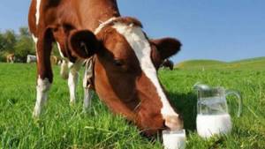 Аллергия на белок коровьего молока у грудничка: 5 факторов риска, лечение и питание
