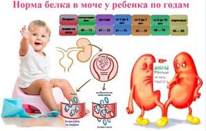 Белок в моче у ребенка: 7 причин повышения уровня белка, расшифровка результатов