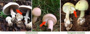 Если ребенок отравился грибами: обзор 8 симптомов отравления, первая помощь, профилактика