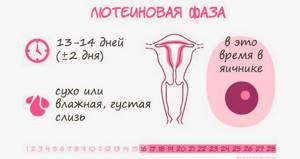 Как правильно рассчитать продолжительность менструального цикла