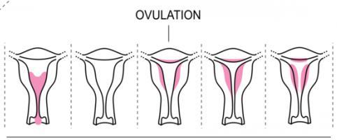 Как правильно рассчитать продолжительность менструального цикла