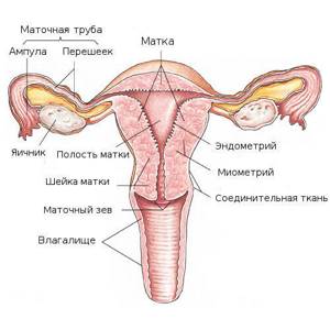 Неоднородная структура эндометрия: норма или патология
