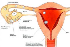 Почему бывает задержка менструаций на 6-7 дней