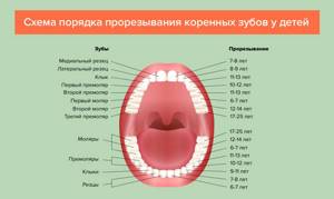 Порядок и сроки прорезывания молочных зубов у детей: 10 признаков от детского стоматолога