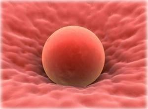 Срок жизни яйцеклетки после овуляции и особенности оплодотворения