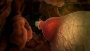 Срок жизни яйцеклетки после овуляции и особенности оплодотворения