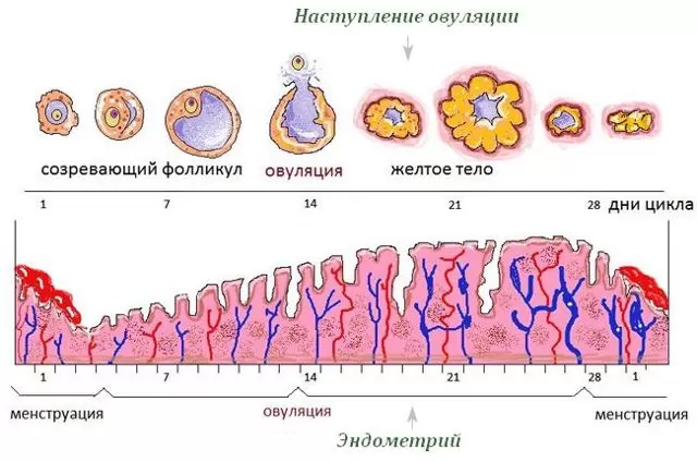 Норма толщины эндометрия по дням цикла