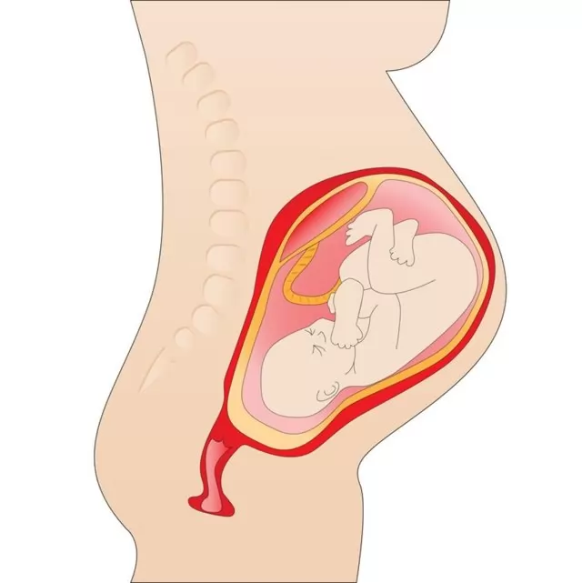 Почему долго нет менструации после родов