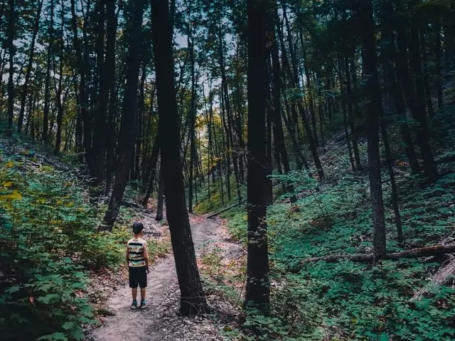 Ребёнок потерялся в лесу: как искать и предотвратить: советы для родителей